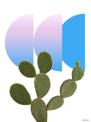 CACTUS DESIGN IV
