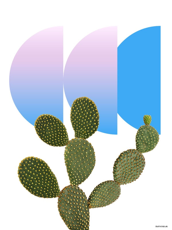 CACTUS DESIGN IV
