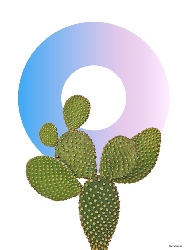 CACTUS DESIGN VI