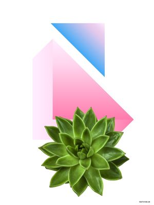CACTUS DESIGN VII