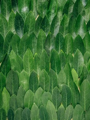 LEAF TEXTURE I