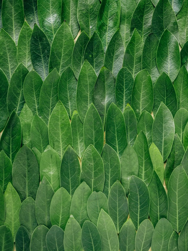 LEAF TEXTURE I