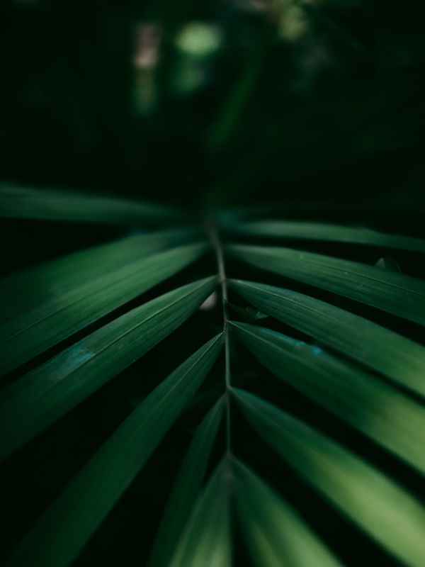 LEAF TEXTURE II