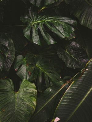 LEAF TEXTURE III