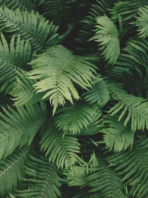 LEAF TEXTURE IV