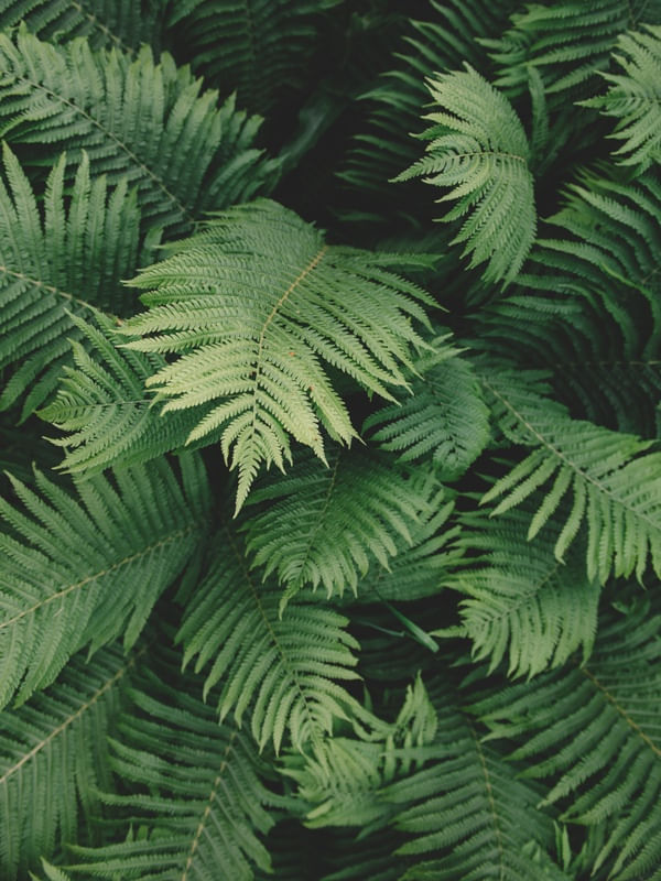 LEAF TEXTURE IV