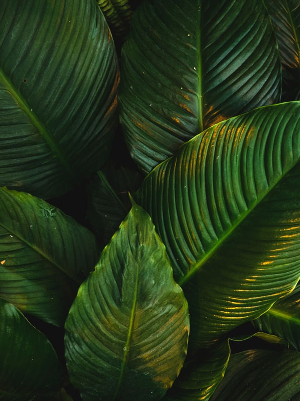 LEAF TEXTURE V