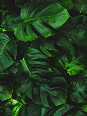 LEAF TEXTURE VI