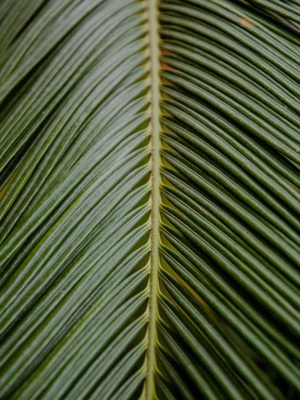 LEAF TEXTURE VII