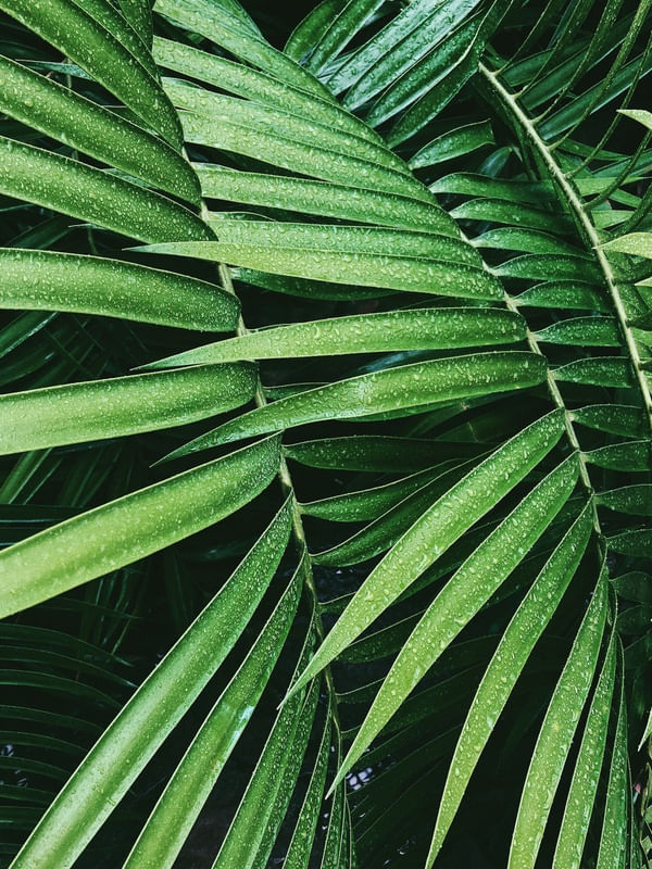 LEAF TEXTURE VIII