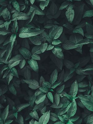 LEAF TEXTURE IX
