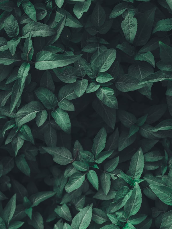 LEAF TEXTURE IX