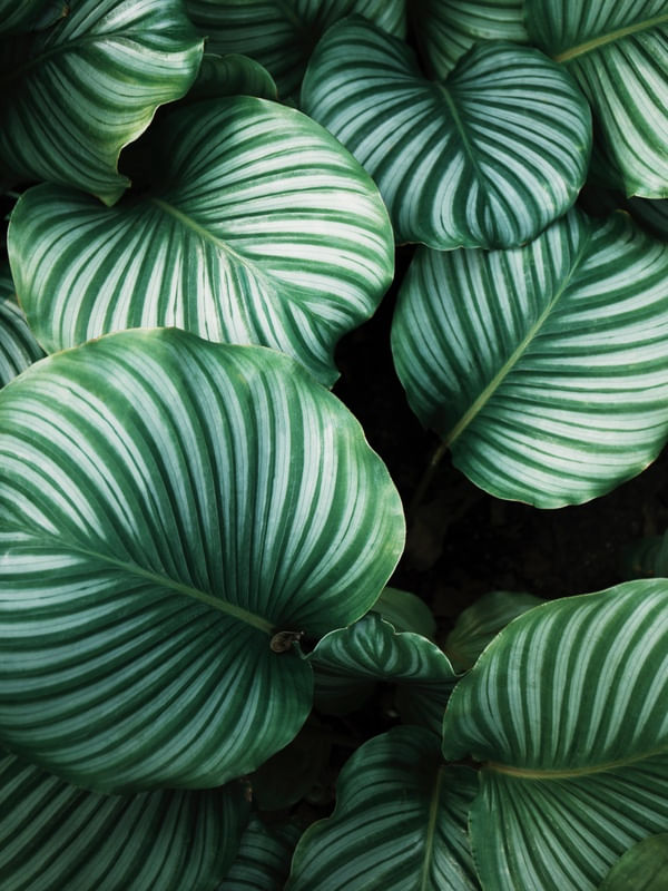 LEAF TEXTURE X