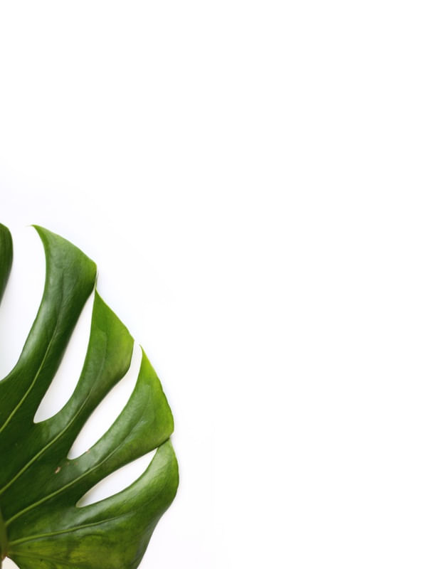 LEAF TEXTURE WHITE
