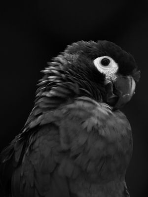 ARA