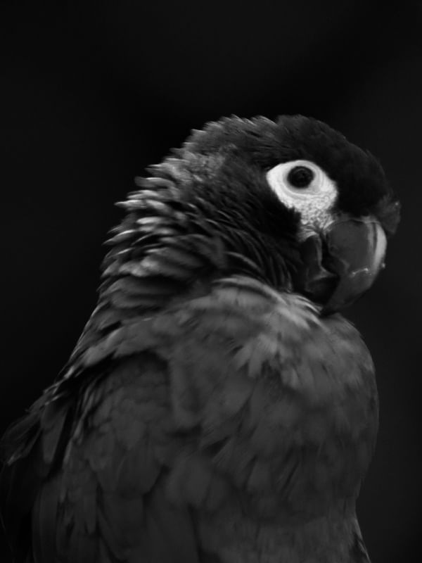 ARA