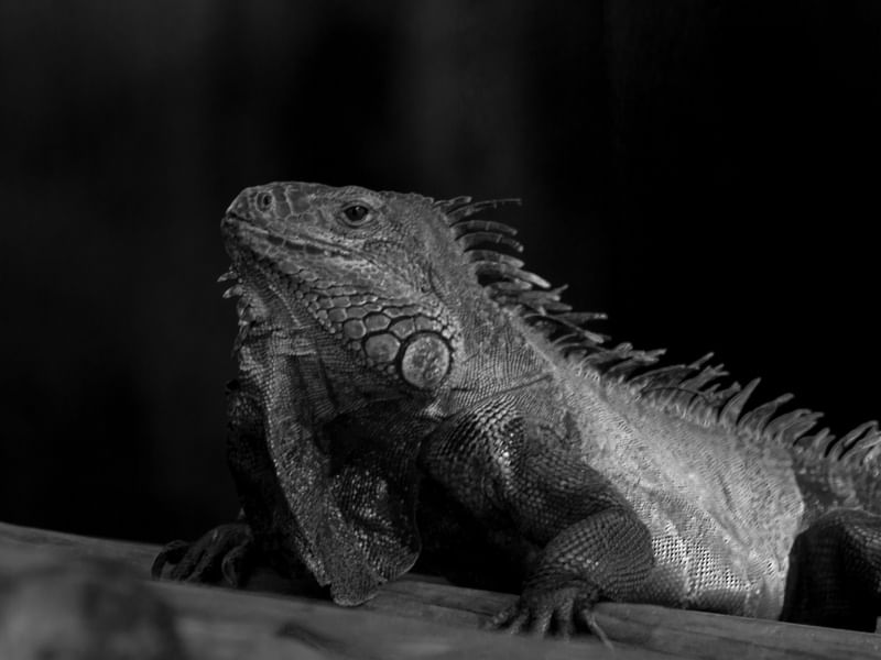 IGUANA