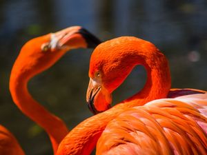 VIDA FLAMINGO