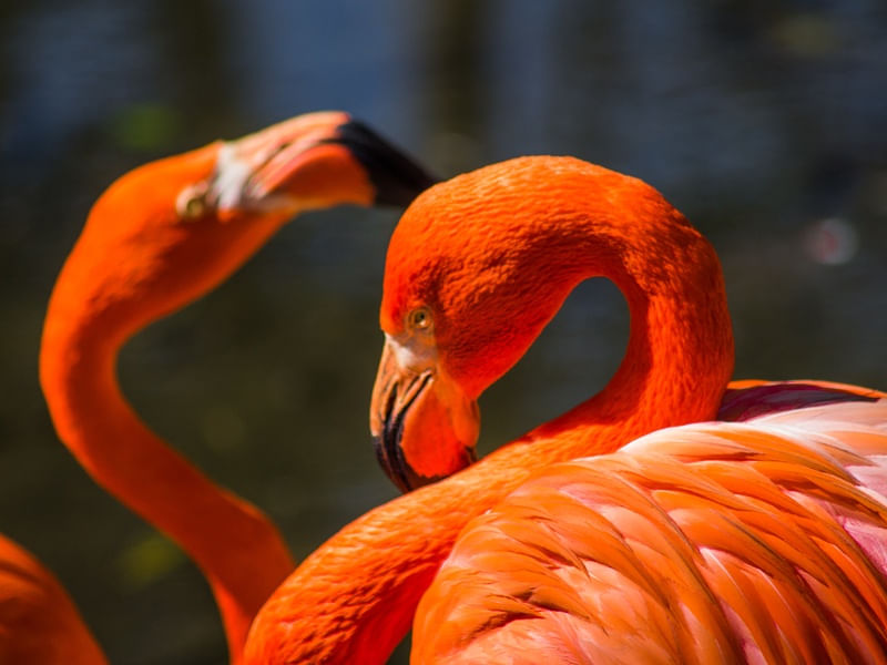 VIDA FLAMINGO