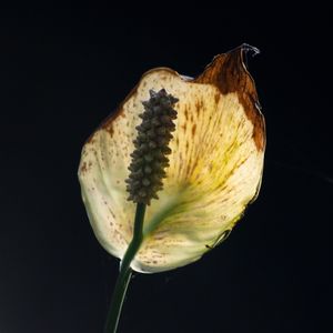 FLORISBELA