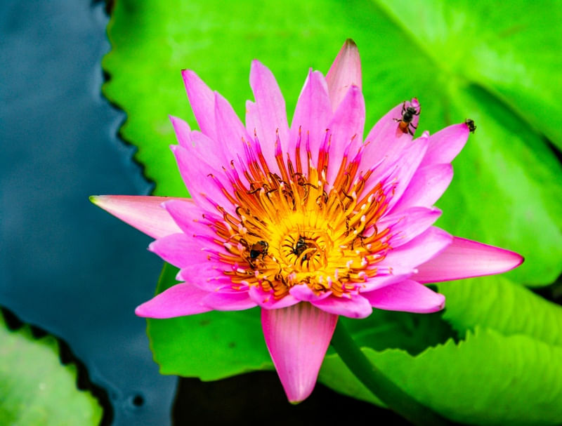 FLOR LILÁS NO LAGO