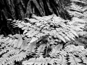 FOLHAS #02