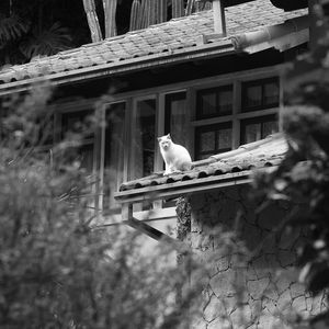 PET AO QUADRADO II