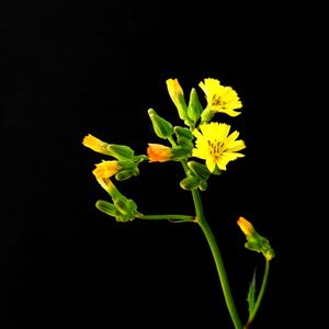 FLORES AMARELAS E FUNDO ESCURO