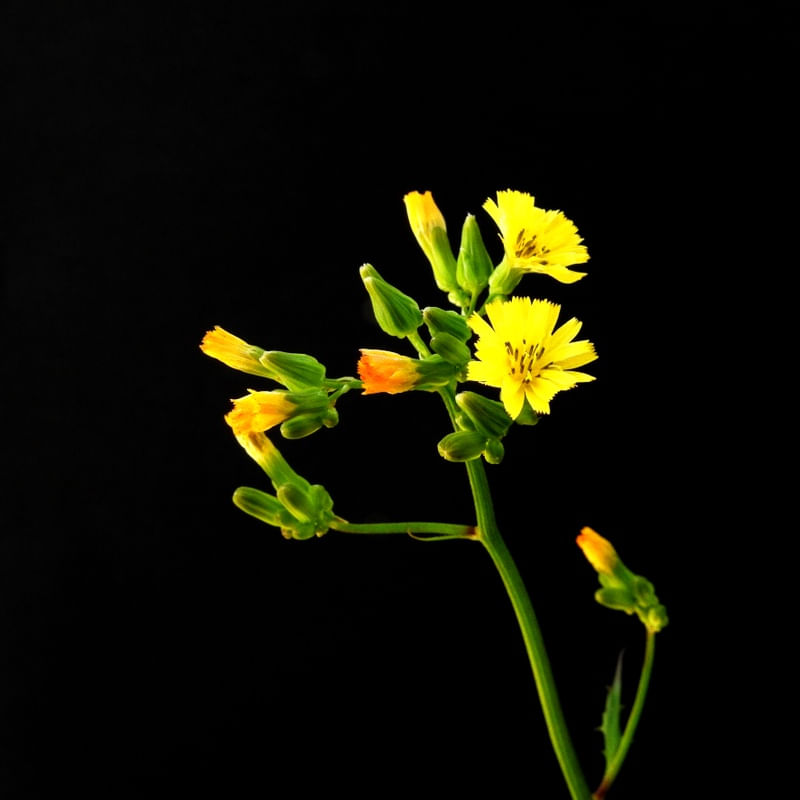 FLORES AMARELAS E FUNDO ESCURO