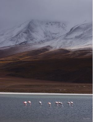 MOUNTAINS, LAGOONS AND FLAMINGO II - ANDEAN LANDSCAPE