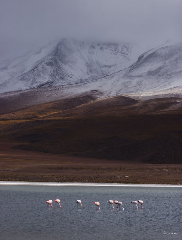 MOUNTAINS, LAGOONS AND FLAMINGO II - ANDEAN LANDSCAPE
