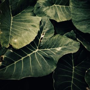 PAZ VERDE