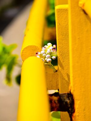FLOR URBANA
