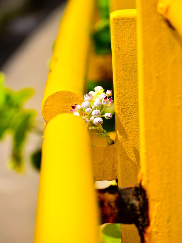 FLOR URBANA