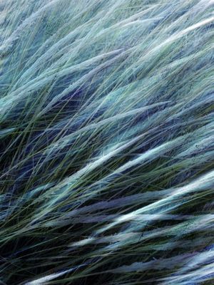BLUE BREEZE