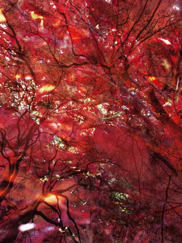 RED FOREST