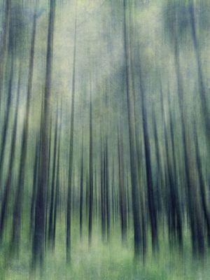 GREEN WOODS ASCENT
