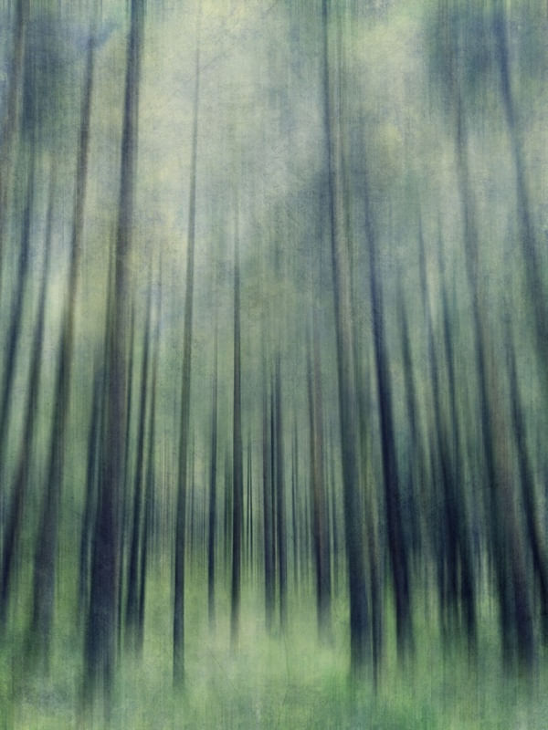 GREEN WOODS ASCENT