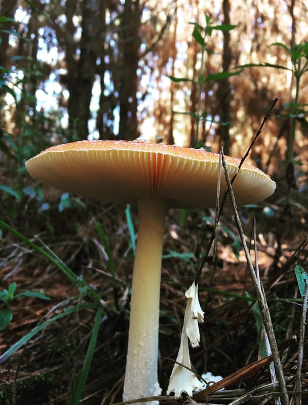 MUSHROOM NATURE