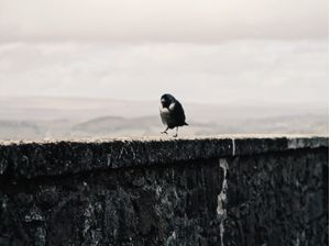 THE BLACK CROW