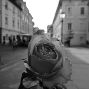 ROSE SILENCE