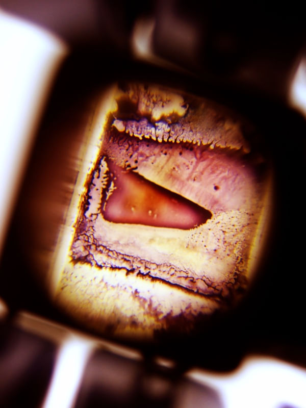 BIO-ART-VII