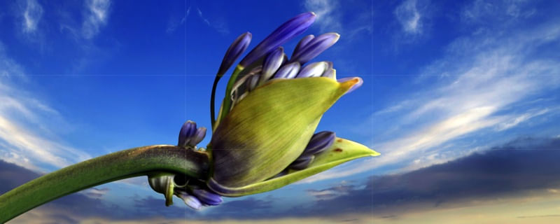 FLOR PRA ELA