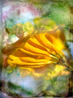 FLOR AMARELA 2