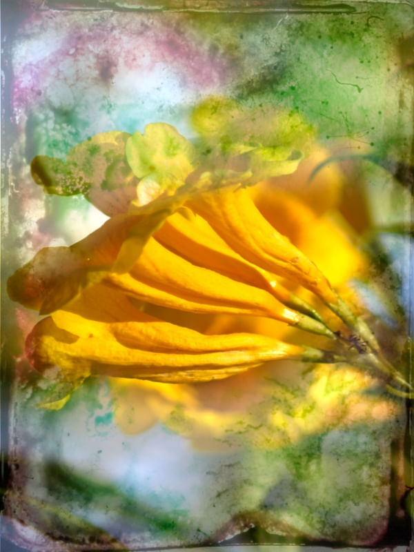 FLOR AMARELA 2