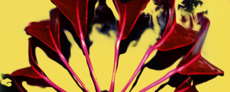 FUNDO AMRELO