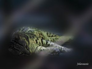 JAGUATIRICA