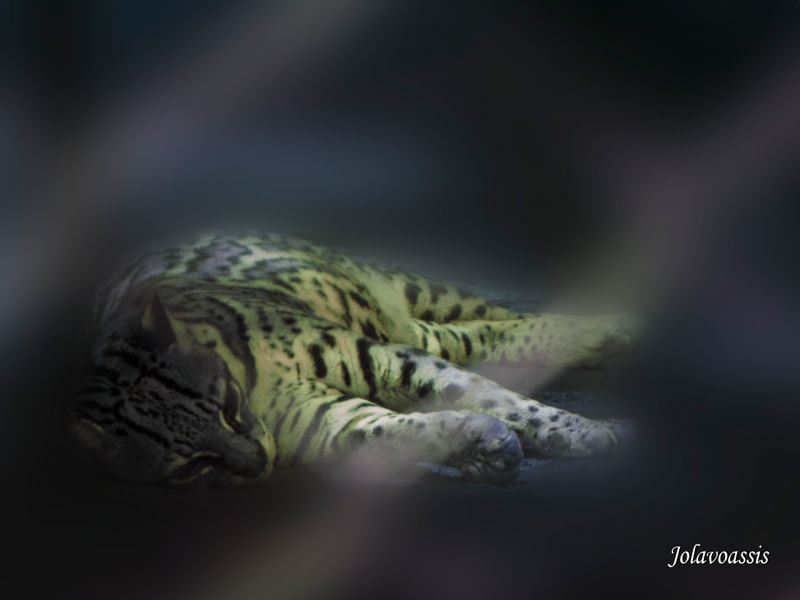 JAGUATIRICA