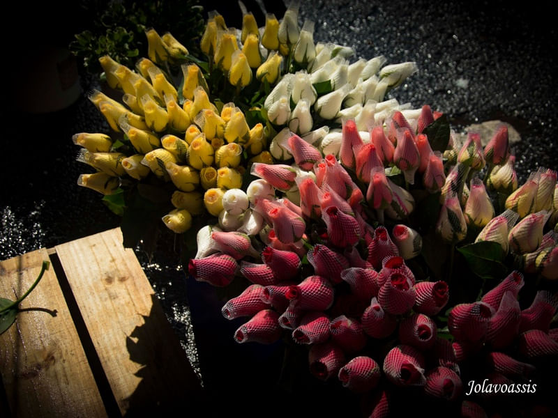 ROSAS DIVERSAS