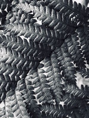 TEXTURA NATURA PB